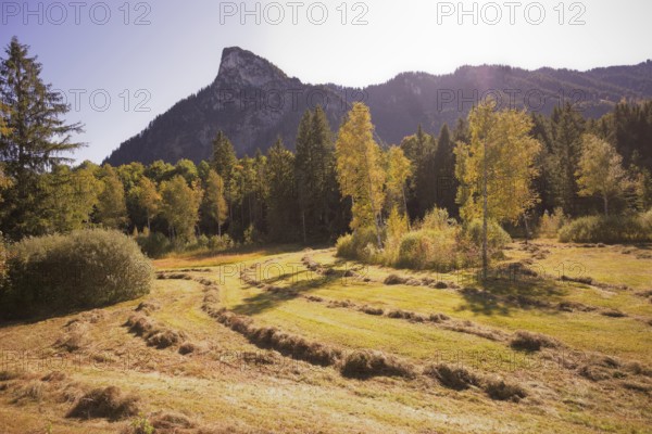 Meadow meadow near Oberammgau with view of the Kofel, Ammergau, Ammergau Alps, Upper Bavaria, Garmisch-Partenkirchen, Alps, Bavaria, holiday, holiday region, active holiday, recreation, holiday, summer holiday, holiday region, Germany