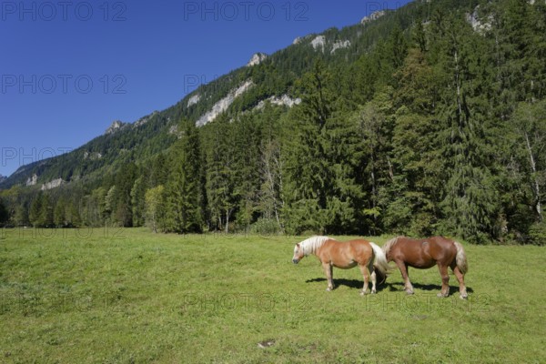 Grazing horses in the Graswang valley, Graswang, Pfeder, pasture farming, landscape conservation, Oberammergau, Catholic, Ammergau, Ammergau Alps, Upper Bavaria, Garmisch-Partenkirchen, Alps, Bavaria, holiday, holiday region, active holiday, recreation, holiday, summer holiday, holiday region, Germany