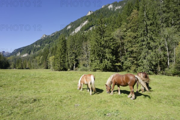 Grazing horses in the Graswang valley, Graswang, Pfeder, pasture farming, landscape conservation, Oberammergau, Catholic, Ammergau, Ammergau Alps, Upper Bavaria, Garmisch-Partenkirchen, Alps, Bavaria, holiday, holiday region, active holiday, recreation, holiday, summer holiday, holiday region, Germany