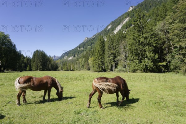 Grazing horses in the Graswang valley, Graswang, Pfeder, pasture farming, landscape conservation, Oberammergau, Catholic, Ammergau, Ammergau Alps, Upper Bavaria, Garmisch-Partenkirchen, Alps, Bavaria, holiday, holiday region, active holiday, recreation, holiday, summer holiday, holiday region, Germany