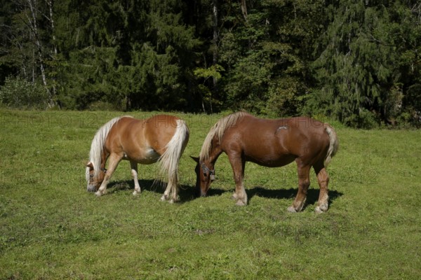 Grazing horses in the Graswang valley, Graswang, Pfeder, pasture farming, landscape conservation, Oberammergau, Catholic, Ammergau, Ammergau Alps, Upper Bavaria, Garmisch-Partenkirchen, Alps, Bavaria, holiday, holiday region, active holiday, recreation, holiday, summer holiday, holiday region, Germany