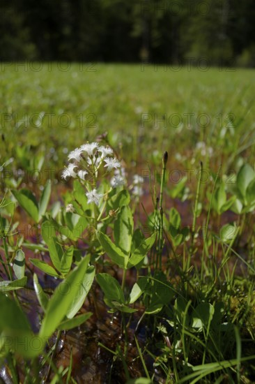 Feverfew (Menyanthes trifoliata), swamp, marsh plant, water plant, wetland, Graswang valley, Oberammergau, Graswang, Alps, mountains, Ammergau, Ammergau Alps, Bavaria, Upper Bavaria, Germany