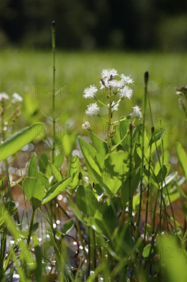 Feverfew (Menyanthes trifoliata), swamp, marsh plant, water plant, wetland, Graswang valley, Oberammergau, Graswang, Alps, mountains, Ammergau, Ammergau Alps, Bavaria, Upper Bavaria, Germany