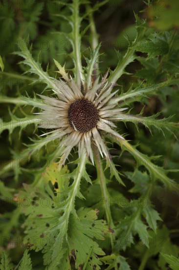 Silver thistle (Carlina acaulis) in the Ammergau Alps, Eberwurz, Laber, hiking, mountain hiking, Ammergau, Oberammergau, mountains, Alps, Bavaria, Upper Bavaria, Garmisch-Partenkirchen, Germany