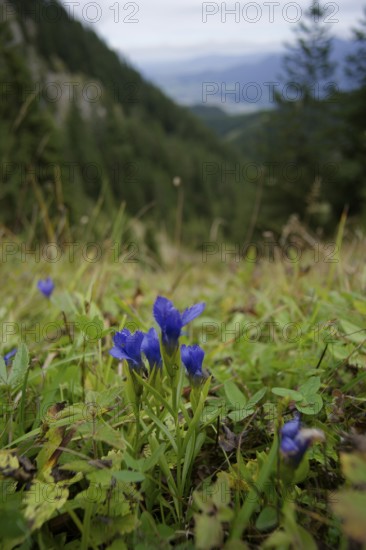 Gentianopsis ciliata (Gentianella ciliata) in the Ammergau Alps, Laber, gentian, hiking, mountain hiking, Ammergau, Oberammergau, mountains, Alps, Bavaria, Upper Bavaria, Garmisch-Partenkirchen, Germany