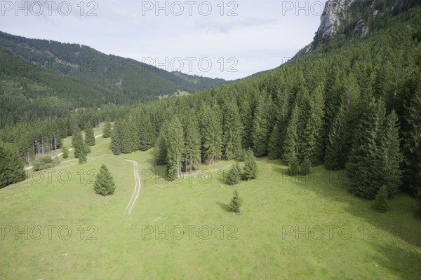 Mountain forest in the Ammergau Alps, forest, forestry, climate change, Ammergau, Oberammergau, mountains, Alps, Bavaria, Upper Bavaria, Garmisch-Partenkirchen, Germany