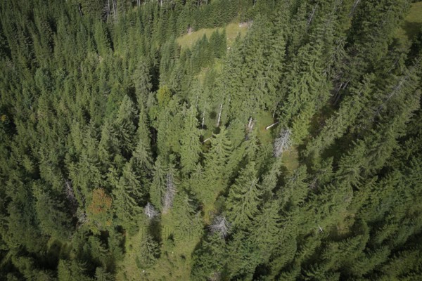 Mountain forest in the Ammergau Alps, forest, forestry, climate change, Ammergau, Oberammergau, mountains, Alps, Bavaria, Upper Bavaria, Garmisch-Partenkirchen, Germany