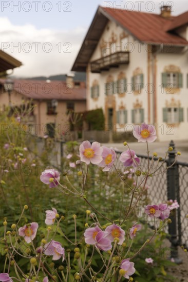 Summer garden in Oberammergau, Lüftlmalerei, Lüftlkunst, Bible, summer anemone, anemone, Ammergau, Ammergau Alps, Upper Bavaria, Garmisch-Partenkirchen, Alps, Bavaria, holiday, holiday region, active holiday, recreation, holiday, summer holiday, holiday region, Germany