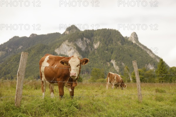 Grazing cows in the Ettaler Weidemoos, cows, cattle, livestock, agriculture, landscape conservation, pasture, moss, wetland biotope, Oberammergau, Catholic, Ammergau, Ammergau Alps, Kofel, mountain, Upper Bavaria, Garmisch-Partenkirchen, Alps, Bavaria, holiday, holiday region, active holiday, recreation, holiday, summer holiday, holiday region, Germany