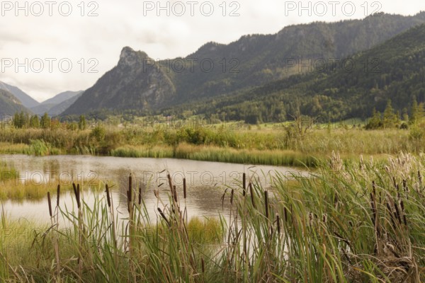 Pulvermoos between Oberammergau and Unterammergau with a view of Kofel, mountain hiking, hiking, moss, wetland biotope, Catholic, Ammergau, Ammergau Alps, Upper Bavaria, Garmisch-Partenkirchen, Alps, Bavaria, holiday, holiday region, active holiday, recreation, holiday, summer holiday, holiday region, Germany