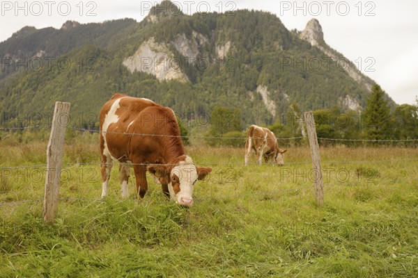 Grazing cows in the Ettaler Weidemoos, cows, cattle, livestock, agriculture, landscape conservation, pasture, moss, wetland biotope, Oberammergau, Catholic, Ammergau, Ammergau Alps, Kofel, mountain, Upper Bavaria, Garmisch-Partenkirchen, Alps, Bavaria, holiday, holiday region, active holiday, recreation, holiday, summer holiday, holiday region, Germany