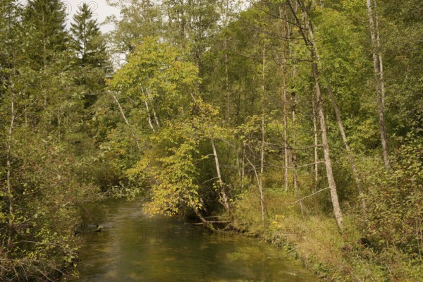Ettaler Weidemoos, moss, wetland biotope, Oberammergau, Catholic, Ammergau, Ammergau Alps, Upper Bavaria, Garmisch-Partenkirchen, Alps, Bavaria, holiday, holiday region, active holiday, recreation, holiday, summer holiday, holiday region, Germany