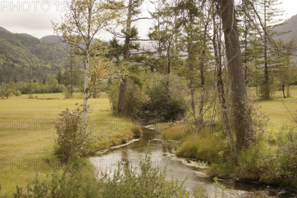 Ettaler Weidemoos, moss, wetland biotope, Oberammergau, Catholic, Ammergau, Ammergau Alps, Upper Bavaria, Garmisch-Partenkirchen, Alps, Bavaria, holiday, holiday region, active holiday, recreation, holiday, summer holiday, holiday region, Germany