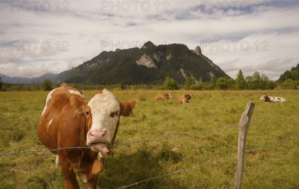 Grazing cows in the Ettaler Weidemoos, cows, cattle, livestock, agriculture, landscape conservation, pasture, moss, Kofel, mountain, wetland biotope, Oberammergau, Catholic, Ammergau, Ammergau Alps, Upper Bavaria, Garmisch-Partenkirchen, Alps, Bavaria, holiday, holiday region, active holiday, recreation, holiday, summer holiday, holiday region, Germany