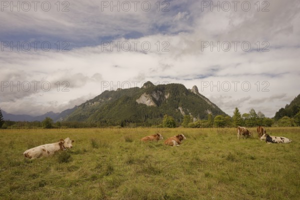 Grazing cows in the Ettaler Weidemoos, cows, cattle, livestock, agriculture, landscape conservation, pasture, moss, wetland biotope, Oberammergau, Catholic, Ammergau, Ammergau Alps, Kofel, mountain, Upper Bavaria, Garmisch-Partenkirchen, Alps, Bavaria, holiday, holiday region, active holiday, recreation, holiday, summer holiday, holiday region, Germany