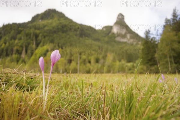 View of the Kofel, Herbstzeitlose, mountain, Zinken, mountain hiking, hiking, Oberammergau, Catholic, Ammergau, Ammergau Alps, Upper Bavaria, Garmisch-Partenkirchen, Alps, Bavaria, holiday, holiday region, active holiday, recreation, holiday, summer holiday, holiday region, Germany