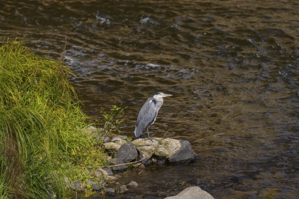 A heron watches the Elbe in search of food, Dresden, Saxony, Germany