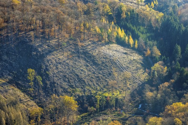Aerial view, wild forest Voßwinkel forest area with forest damage in the district Voßwinkel in Arnsberg, Sauerland, North Rhine-Westphalia, Germany, Arnsberg, DE, Europe, forest, forestry, mixed deciduous forest, aerial view, aerial photography, aerial photography, Triftweg, drought, overview, bird's eye view, forest, forest area, forest location, forest piece, lack of water, birds-eyes view, overview
