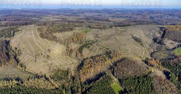 Aerial view, forest area with forest damage Arnsberg forest area with forest damage in the district Glösingen in Arnsberg, Sauerland, North Rhine-Westphalia, Germany, Arnsberg, tree death, bark beetle damage, bark beetle plague, Breitenbruch-Neuhaus protected area, DE, Europe, spruce dieback, Hochsauerlandkreis, clear-cutting, clear-cutting, aerial photography, aerial photography, overview, bird's-eye view, forest, forest area, forest damage, forest dieback, birds-eyes view, felled tree trunks, overview