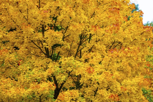 Colorful leaves, forest trees in autumn colors, in a vineyard near Mayschoß, Mittelahr region, Rhineland-Palatinate