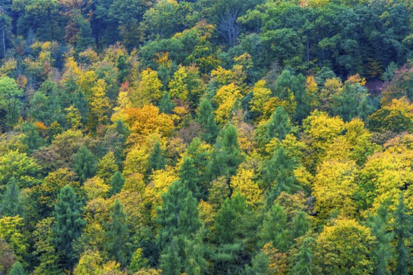 Colorful leaves, forest trees in autumn colors, in a vineyard near Mayschoß, Mittelahr region, Rhineland-Palatinate