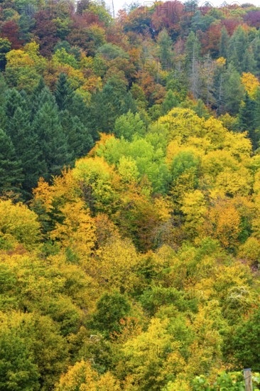 Colorful leaves, forest trees in autumn colors, in a vineyard near Mayschoß, Mittelahr region, Rhineland-Palatinate