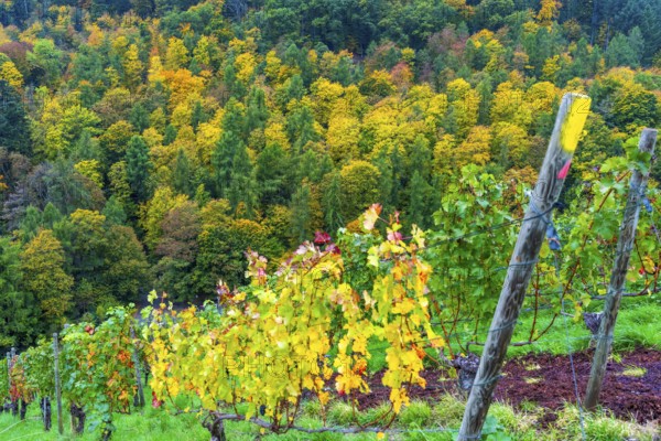 Colourful vine leaves, vine leaves in autumn, after the grape grape harvest, forest trees in autumn colors, in a vineyard near Mayschoß, Mittelahr region, Rhineland-Palatinate