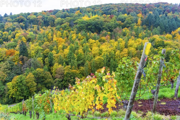 Colourful vine leaves, vine leaves in autumn, after the grape grape harvest, forest trees in autumn colors, in a vineyard near Mayschoß, Mittelahr region, Rhineland-Palatinate
