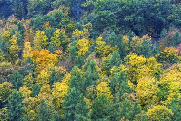 Colorful leaves, forest trees in autumn colors, in a vineyard near Mayschoß, Mittelahr region, Rhineland-Palatinate
