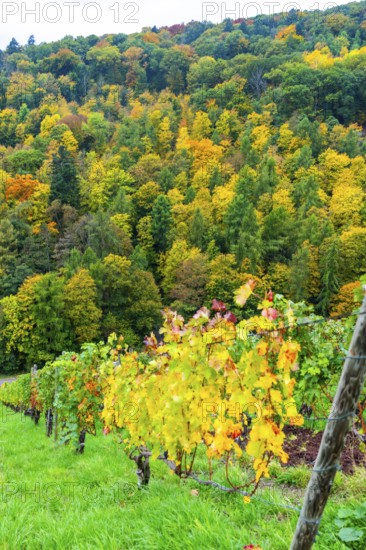Colourful vine leaves, vine leaves in autumn, after the grape grape harvest, forest trees in autumn colors, in a vineyard near Mayschoß, Mittelahr region, Rhineland-Palatinate