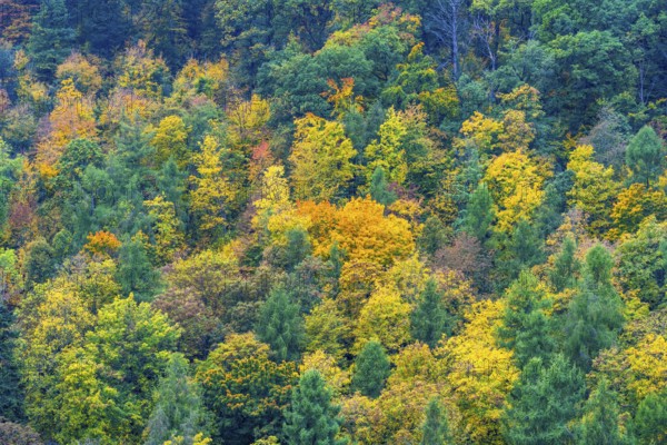Colorful leaves, forest trees in autumn colors, in a vineyard near Mayschoß, Mittelahr region, Rhineland-Palatinate