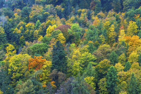 Colorful leaves, forest trees in autumn colors, in a vineyard near Mayschoß, Mittelahr region, Rhineland-Palatinate