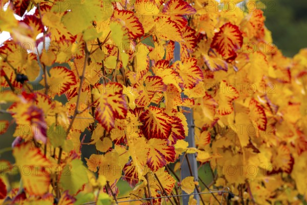 Colourful vine leaves, vine leaves in autumn, after the grape grape harvest, harvest, in a vineyard near Mayschoß, Mittelahr region, Rhineland-Palatinate