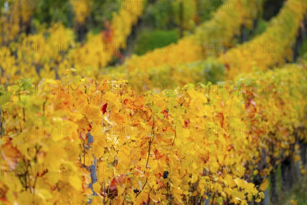 Colourful vine leaves, vine leaves in autumn, after the grape grape harvest, harvest, in a vineyard near Mayschoß, Mittelahr region, Rhineland-Palatinate