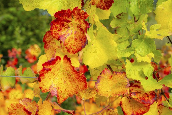 Colourful vine leaves, vine leaves in autumn, after the grape grape harvest, harvest, in a vineyard near Mayschoß, Mittelahr region, Rhineland-Palatinate
