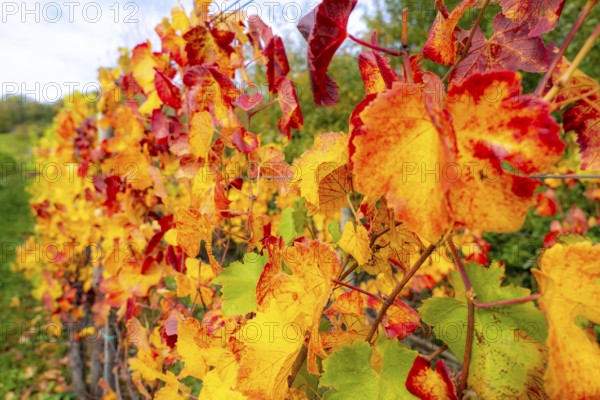 Colourful vine leaves, vine leaves in autumn, after the grape grape harvest, harvest, in a vineyard near Mayschoß, Mittelahr region, Rhineland-Palatinate