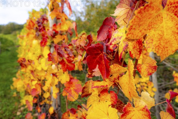 Colourful vine leaves, vine leaves in autumn, after the grape grape harvest, harvest, in a vineyard near Mayschoß, Mittelahr region, Rhineland-Palatinate