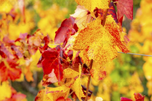 Colourful vine leaves, vine leaves in autumn, after the grape grape harvest, harvest, in a vineyard near Mayschoß, Mittelahr region, Rhineland-Palatinate