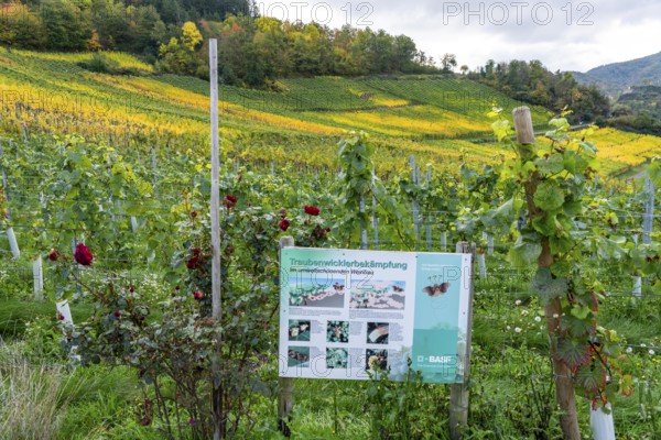 Environmentally friendly viticulture in a vineyard near Mayschoß, Mittelahr region, grape winder control, Rhineland-Palatinate