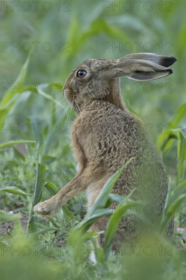 European brown hare (Lepus europaeus) adult animal washing its face in a farmland maize field in summer, England, United Kingdom