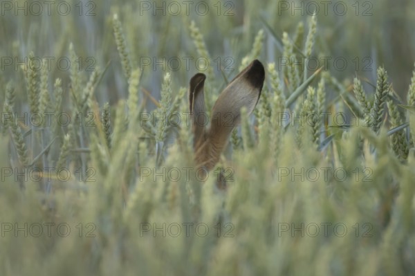 European brown hare (Lepus europaeus) adult animal hiding in a farmland wheat field in summer, England, United Kingdom