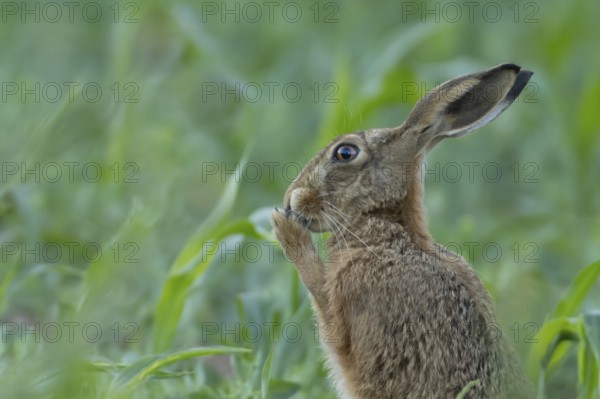 European brown hare (Lepus europaeus) adult animal washing its face in a farmland maize field in summer, England, United Kingdom