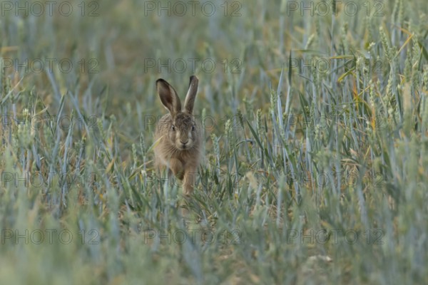 European brown hare (Lepus europaeus) juvenile baby leveret animal running in a farmland wheat field in summer, England, United Kingdom