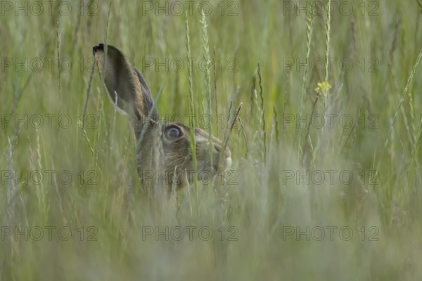 European brown hare (Lepus europaeus) adult animal in a farmland field in summer, England, United Kingdom
