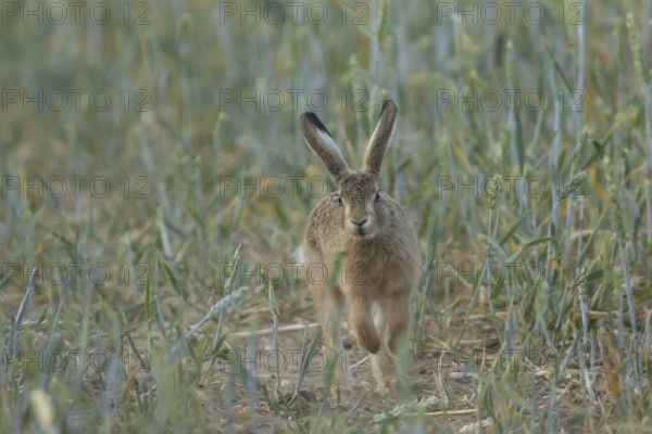 European brown hare (Lepus europaeus) juvenile baby leveret animal running in a farmland wheat field in summer, England, United Kingdom