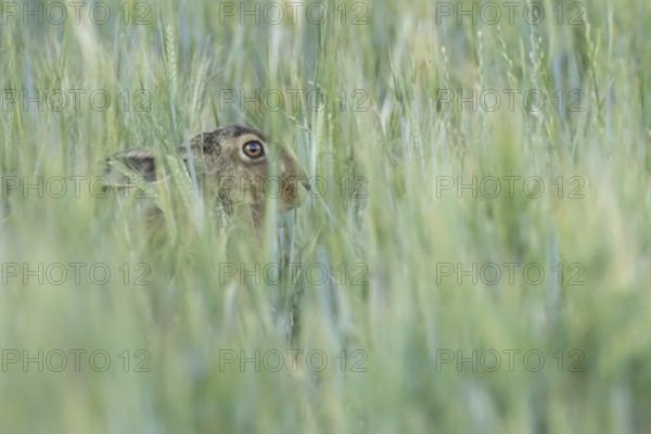 European brown hare (Lepus europaeus) adult animal in a farmland field in summer, England, United Kingdom
