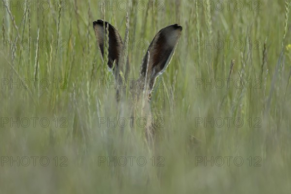 European brown hare (Lepus europaeus) adult animal in a farmland field in summer, England, United Kingdom