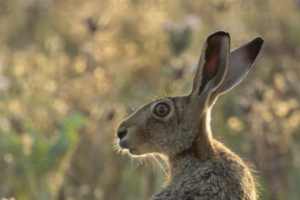 European brown hare (Lepus europaeus) adult animal head portrait, England, United Kingdom