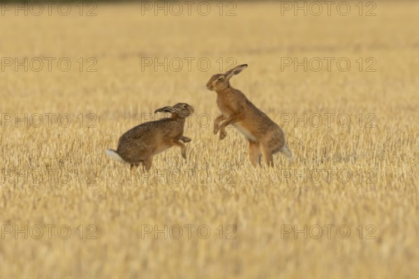 European brown hare (Lepus europaeus) two adult hares animals boxing in a farmland stubble field in summer, England, United Kingdom