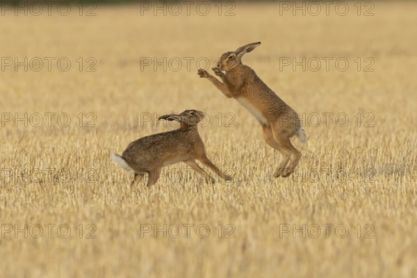 European brown hare (Lepus europaeus) two adult hares animals boxing in a farmland stubble field in summer, England, United Kingdom